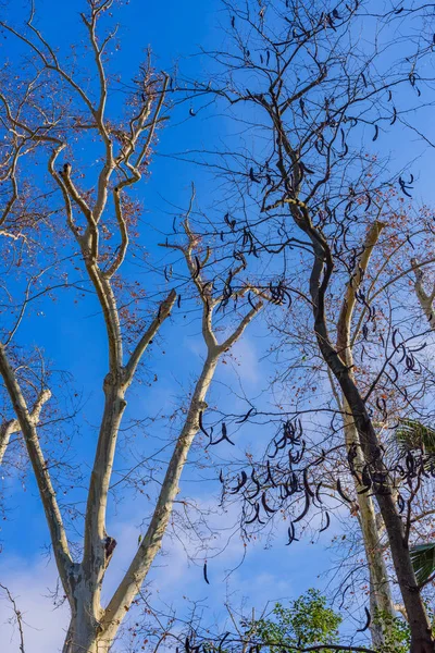 Holé větve na modrém nebi v parku Maria Lui — Stock fotografie