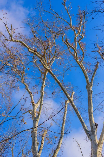 Ramos de árvores nuas contra o céu azul no parque de Maria Lui — Fotografia de Stock