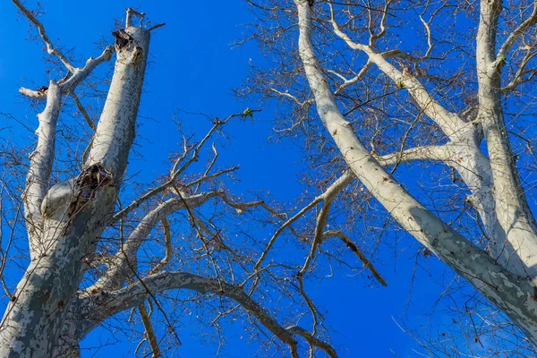 Ramos de árvores nuas contra o céu azul no parque de Maria Lui — Fotografia de Stock