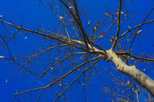 Branches d'arbres nus contre le ciel bleu dans le parc de Maria Lui — Photo