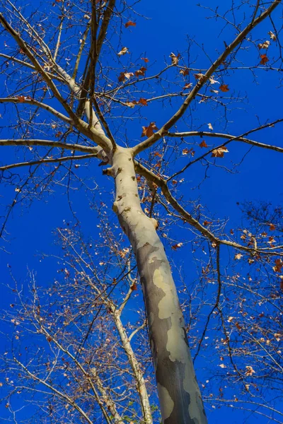 Holé větve na modrém nebi v parku Maria Lui — Stock fotografie