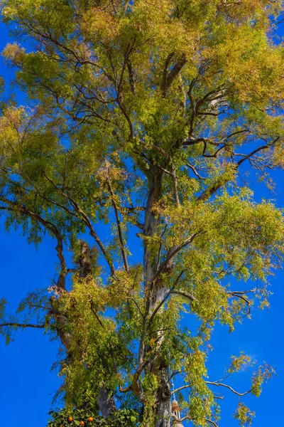 Um esboço interessante no parque de Mary Louise.Seville. Andalu. — Fotografia de Stock