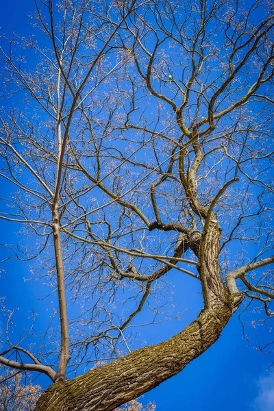 Ramos de árvores nuas contra o céu azul no parque de Maria Lui — Fotografia de Stock