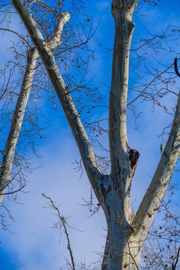 Maria Lui parkında mavi gökyüzüne karşı çıplak ağaç dalları