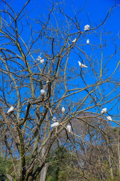 Bílé holubky na holých větvích stromů proti modrému nebi — Stock fotografie