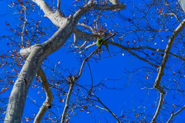 Um par de papagaios nos ramos nus das árvores contra o bl — Fotografia de Stock