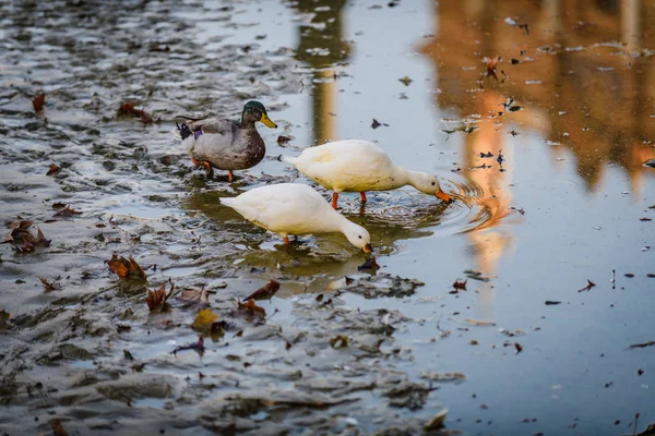 Gänse im ausgetrockneten Kanal auf dem Platz von spain.seville. Andalusien — Stockfoto