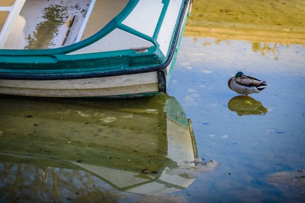 Boot mit Reflexion und einer einsamen Ente in einem ausgetrockneten Kanal auf der — Stockfoto