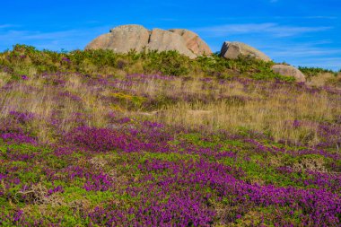 Bloomi arka planda Plumanach yakınlarındaki Granit pembe kayalar