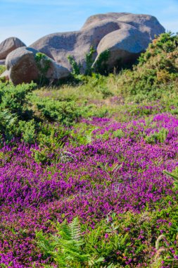 Bloomi arka planda Plumanach yakınlarındaki Granit pembe kayalar