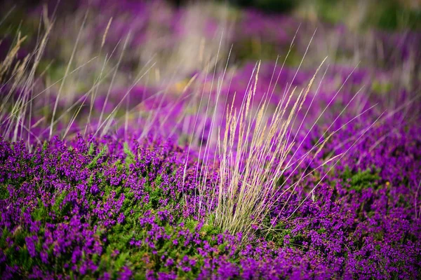 Massi rosa granito vicino Plumanach sullo sfondo di bloomi — Foto Stock