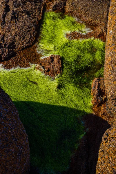 Pedras de granito rosa e algas verdes na costa perto de Plumanak — Fotografia de Stock