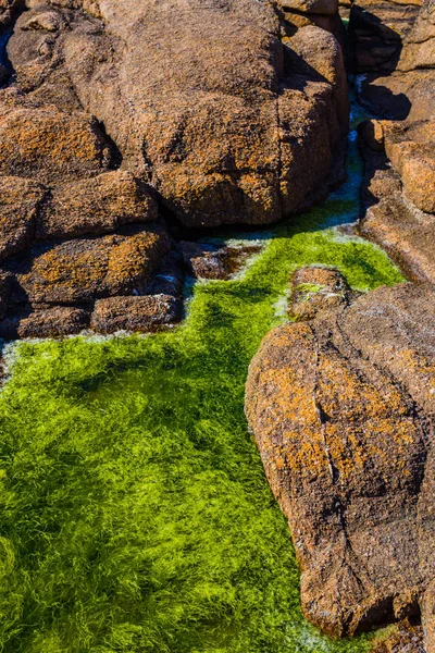 Rochers de granit rose et algues vertes sur la côte près de Plumanak — Photo