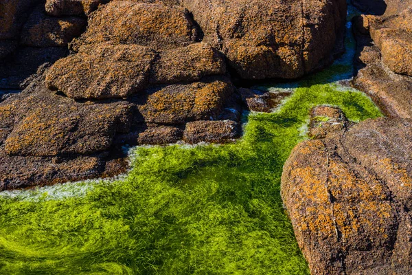 Rochers de granit rose et algues vertes sur la côte près de Plumanak — Photo