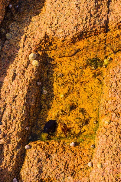 Pedras de granito rosa e algas verdes na costa perto de Plumanak — Fotografia de Stock