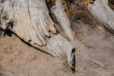 Eski kütüğün yüzeyi. Tregastel'deki renote adası. Bri