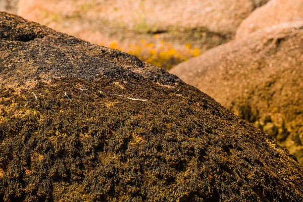 Ongelooflijke landschap op het eiland renote in TREGASTEL. Bretagne — Stockfoto