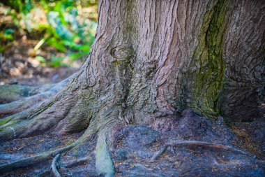 Tregastel ada Renote inanılmaz manzara. Brittany