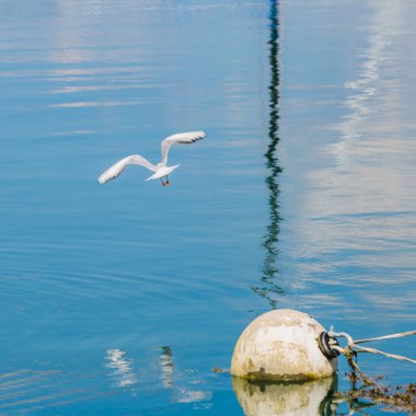Güneşli bir günde küçük bir balıkçı teknesinin parçası. Brittany. Franc