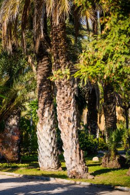 Şehir parkında palmiye ağaçları. Elche, Alicante vilayeti. İspanya