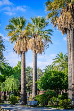 Şehir parkında palmiye ağaçları. Elche, Alicante vilayeti. İspanya