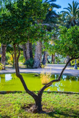 Şehir Parkı. Elche, Alicante vilayeti. İspanya