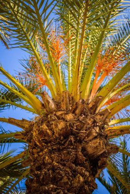 Şehir parkında palmiye ağaçları. Elche, Alicante vilayeti. İspanya