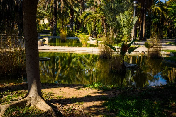 City Park Elche Provincie Alicante Španělsko — Stock fotografie