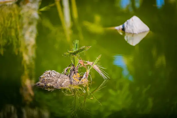 Stadtpark Elche Provinz Alicante Spanien — Stockfoto