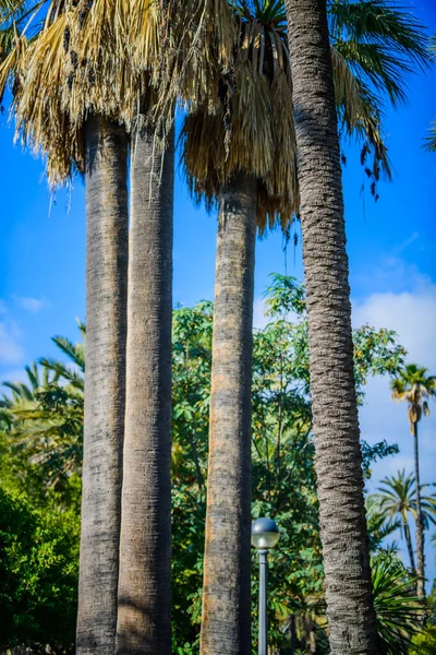Palm Trees City Park Elche Province Alicante Spain — Stock Photo, Image