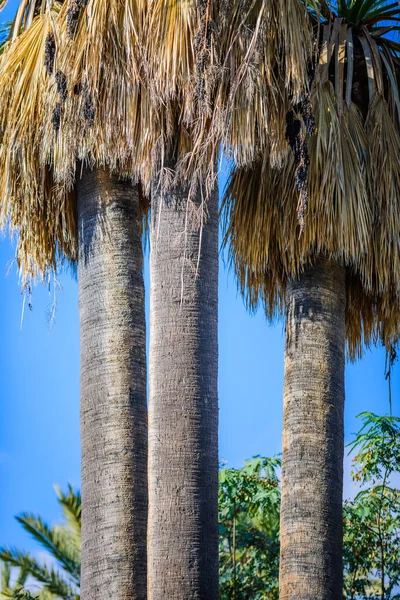 Palm trees in a city park. Elche, province of Alicante. Spain