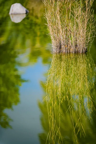 Stadtpark Elche Provinz Alicante Spanien — Stockfoto