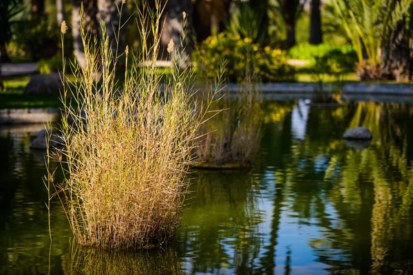 Stadsparken Elche Provinsen Alicante Spanien — Stockfoto