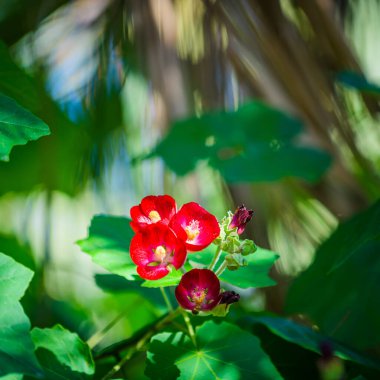 Şehir Parkı. Elche, Alicante vilayeti. İspanya