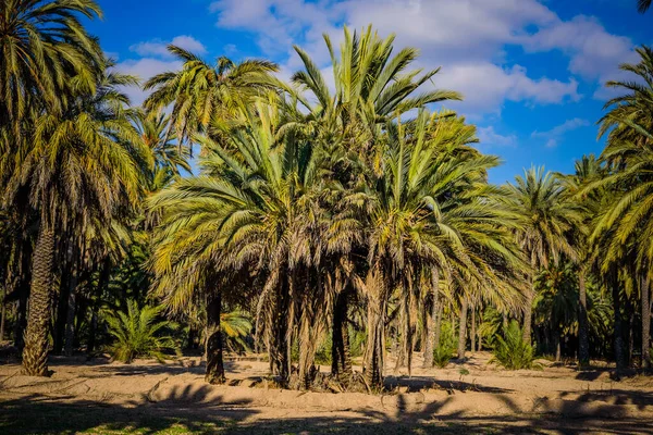 Palmen Einem Stadtpark Elche Provinz Alicante Spanien — Stockfoto