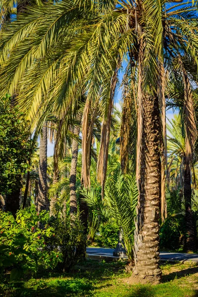 公园里的棕榈树艾什 阿利坎特省西班牙 — 图库照片