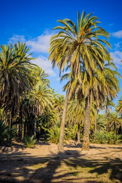 Palmen Einem Stadtpark Elche Provinz Alicante Spanien — Stockfoto