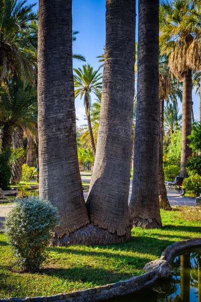 Palmen Einem Stadtpark Elche Provinz Alicante Spanien — Stockfoto