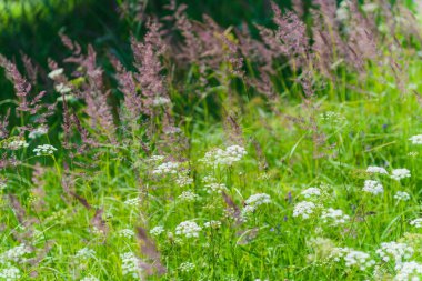 Orta Rusya 'da çiçek açan bir alan. Pskov bölgesi