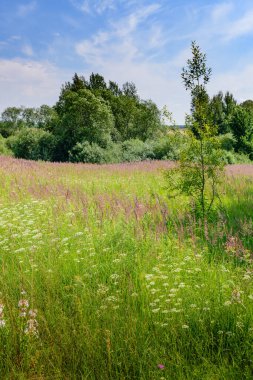 Orta Rusya 'da çiçek açan bir alan. Pskov bölgesi