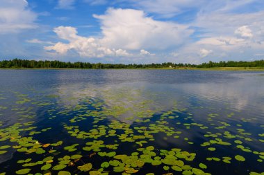 Pskov bölgesinde harika bir rezerve göl. Rusya