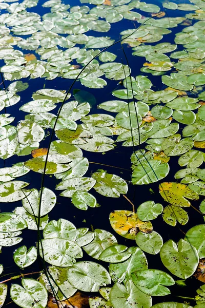 Lirios Agua Superficie Lago Forestal —  Fotos de Stock