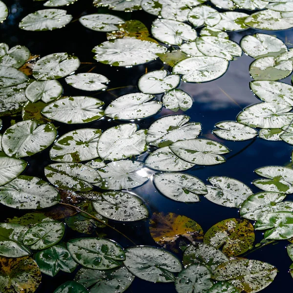 Lirios Agua Superficie Lago Forestal —  Fotos de Stock