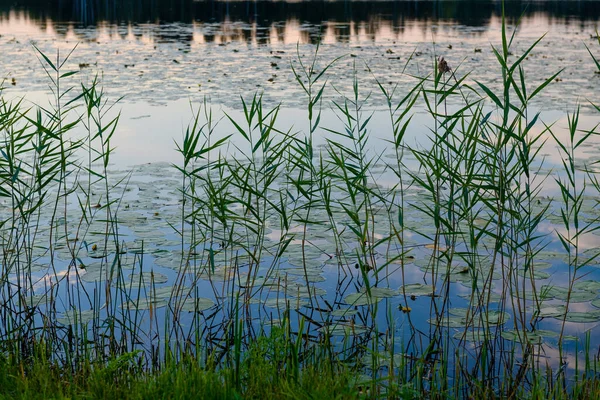 Hermoso Paisaje Nocturno Orilla Lago Forestal —  Fotos de Stock