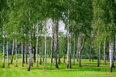 Huş ağacı ormanı manzarası