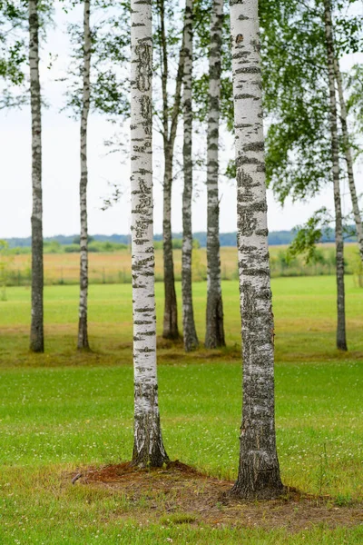Gorgeous Landscape Birch Forest — Stock Photo, Image