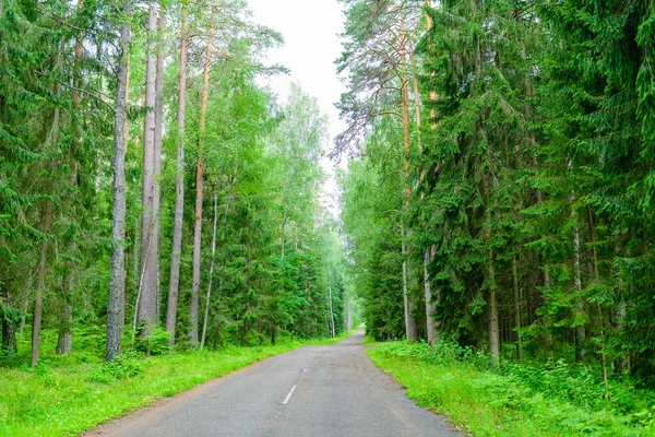 Forest Road Central Russia — Stock Photo, Image