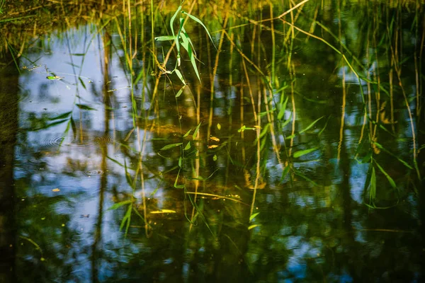 Besinnung Einem Kleinen Waldsee — Stockfoto