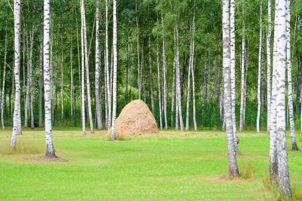 Landscape Withbirch Trees Haystacks — Stock Photo, Image