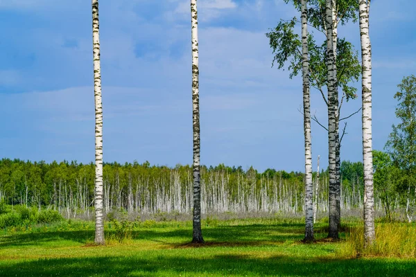 Landscape Birch Forest — Stock Photo, Image